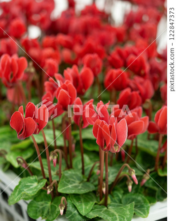 微型仙客來幼苗 微型仙客來幼苗 122847373