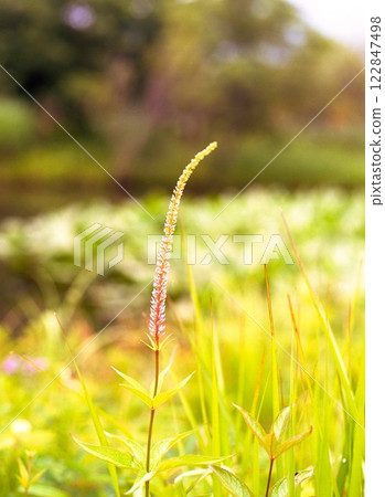 1994 年 6 月,日光的楊梅屬植物 1994 年 6 月,日光的楊梅屬植物 122847498