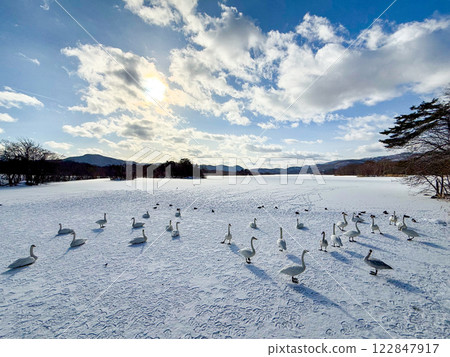 一群天鵝聚集在大沼國定公園 122847917