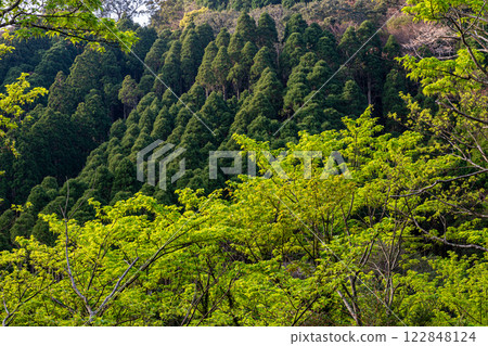 Fresh greenery and cedar mountains: Yakushima, the mountain where the gods reside, in the Offshore Alps Fresh greenery and cedar mountains: Yakushima, the mountain where the gods reside, in the Offshore Alps 122848124