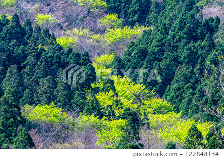 Fresh green leaves and the mountain where the gods reside: Yakushima, an offshore Alps Fresh green leaves and the mountain where the gods reside: Yakushima, an offshore Alps 122848134