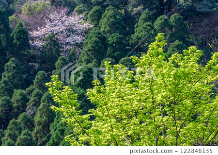 Yakushima, the mountain where the gods reside: fresh greenery, mountain cherry blossoms, and cedar mountains 122848135