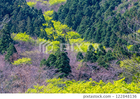 Fresh green leaves and the mountain where the gods reside: Yakushima, an offshore Alps Fresh green leaves and the mountain where the gods reside: Yakushima, an offshore Alps 122848136