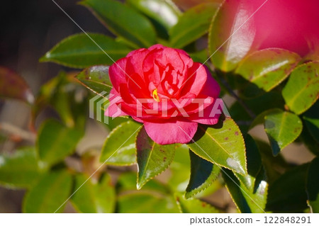 Red camellia blooming in winter 122848291