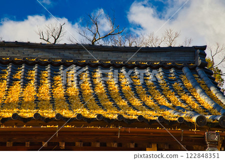 The shrine is a carpet of ginkgo trees 122848351