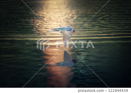 Welcome swallow Welcome swallow 122848439