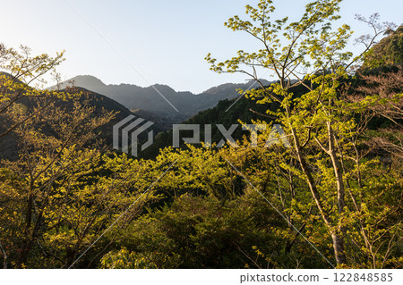 Fresh green leaves and the mountain where the gods reside: Yakushima, an offshore Alps Fresh green leaves and the mountain where the gods reside: Yakushima, an offshore Alps 122848585