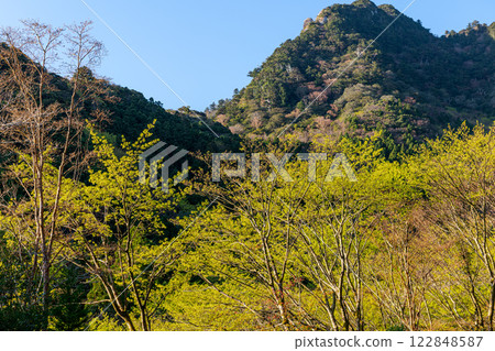 Fresh green leaves and the mountain where the gods reside: Yakushima, an offshore Alps Fresh green leaves and the mountain where the gods reside: Yakushima, an offshore Alps 122848587