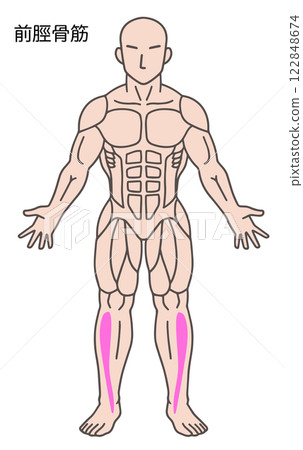 脛骨前肌,人體肌肉圖 脛骨前肌,人體肌肉圖 122848674