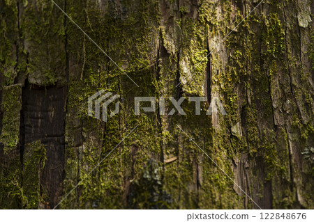 Close-up of mossy tree bark 122848676