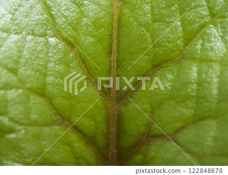 Close up of veins Close up of veins 122848678