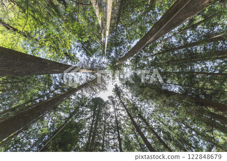 Scenery of trees looking up in the forest Scenery of trees looking up in the forest 122848679