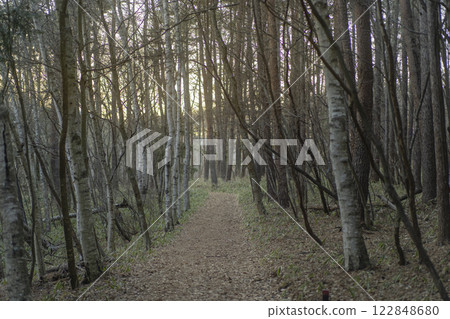 A road in the winter forest A road in the winter forest 122848680