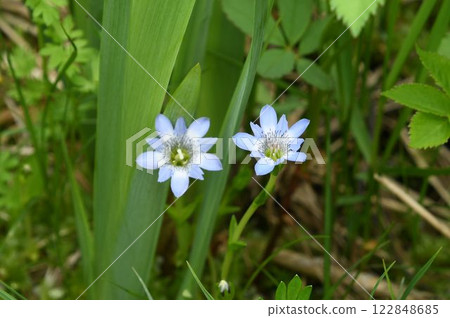The alpine type of spring gentian, Tateyama gentian, with its beautiful pale bluish-purple funnel-shaped flowers seen at Tsugaike in Shinshu The alpine type of spring gentian, Tateyama gentian, with its beautiful pale bluish-purple funnel-shaped flowers seen at Tsugaike in Shinshu 122848685
