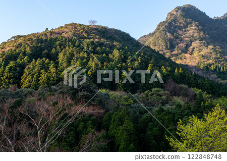 Spring in the Yakushima Offshore Alps (March) - New green leaves of trees shining against the cedar forest 122848748