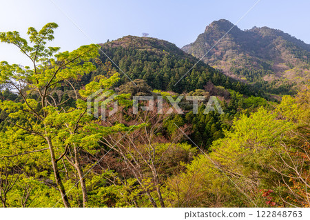 Spring in the Yakushima Offshore Alps (March) - New green leaves of trees shining against the cedar forest 122848763