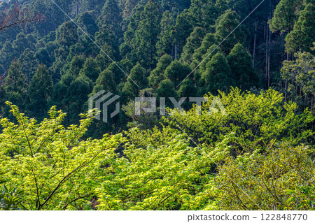 屋久島，近海阿爾卑斯山：神仙居住的山，新綠與杉樹交相輝映 122848770