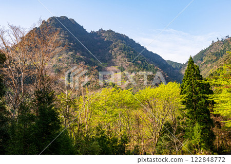 Fresh green leaves and cedars: Yakushima, the mountain where the gods reside, in the Offshore Alps 122848772