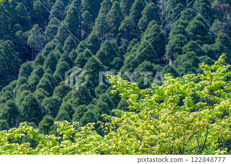 Spring in the Yakushima Offshore Alps (March) - New green leaves of trees shining against the cedar forest 122848777