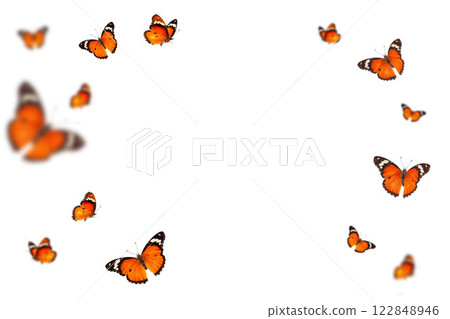 Beautiful monarch butterfly isolated on white background. Set of Big Monarch butterflies, isolated on white background. Tawny Coster (Acraea violae) Acraea terpsicore. 122848946