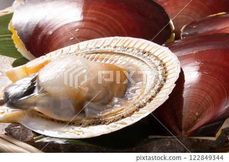 [Kagoshima Prefecture] Tsukihigai (moon shellfish) 122849344