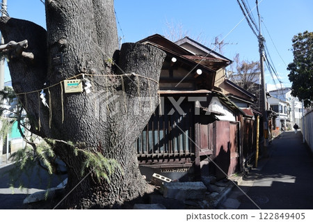 在Yanaka的喜馬拉雅雪松 在Yanaka的喜馬拉雅雪松 122849405