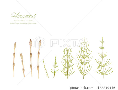 Watercolor hand-drawn horsetail and field horsetail cartoon 122849416