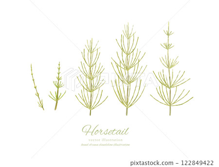 用水彩繪製的馬尾卡通畫 122849422