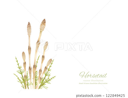 馬尾草和野馬尾草的水彩手繪插圖 122849425