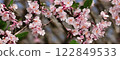 plum	 122849533