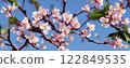 plum	 122849535