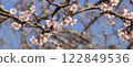 plum	 122849536