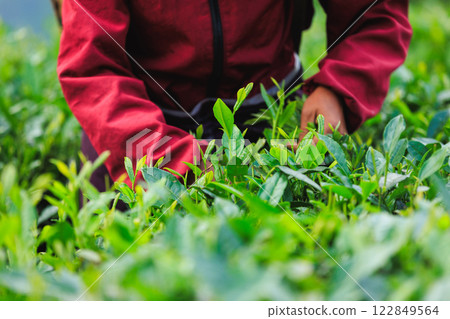 Woman picking green tea leaves in spring tea farm mountains 122849564