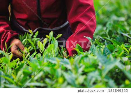 Woman picking green tea leaves in spring tea farm mountains 122849565