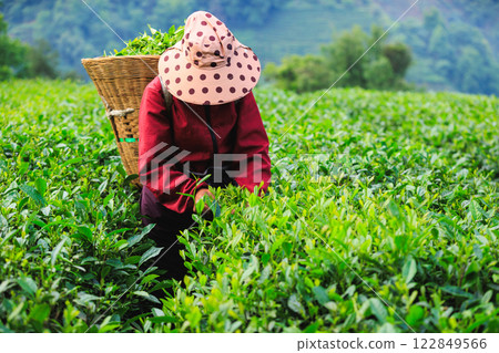 Woman picking green tea leaves in spring tea farm mountains 122849566