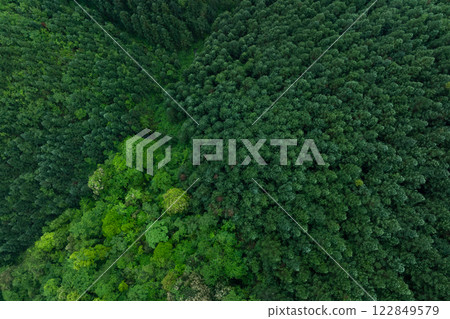 Aerial view of green forest landscape 122849579