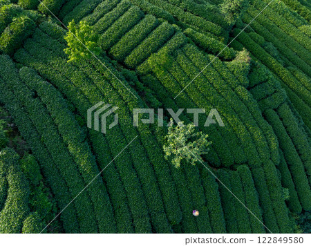 Aerial view of tea farm landscape in China Aerial view of tea farm landscape in China 122849580