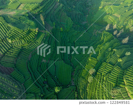 Aerial view of tea farm landscape in China 122849581