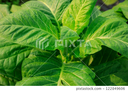 Tobacco leaf plant grow at field 122849606