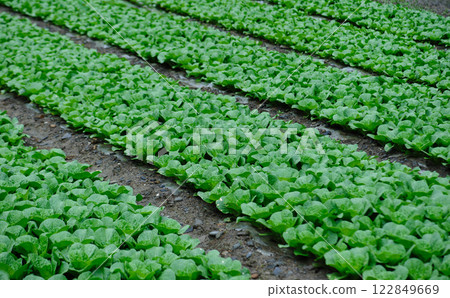 Chinese cabbage crops growing at field Chinese cabbage crops growing at field 122849669