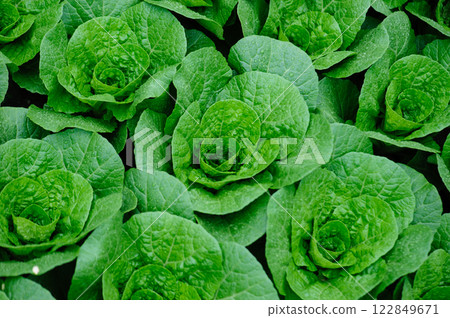 Chinese cabbage crops growing at field 122849671