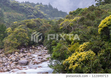 宮之浦川谷、屋久島、阿爾卑斯山近海的新鮮綠地 122849713