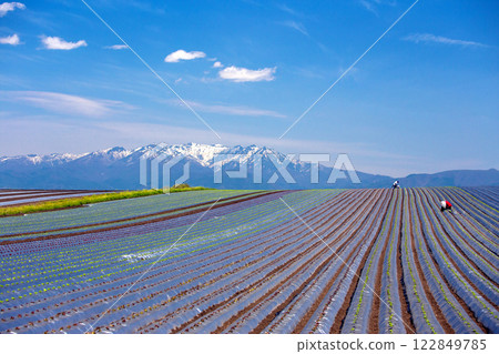 穗高山和生菜苗的栽培 122849785
