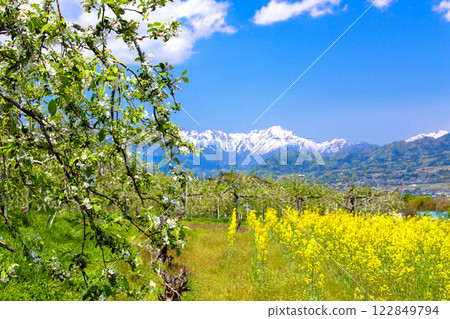 蘋果花和谷川山脈 122849794
