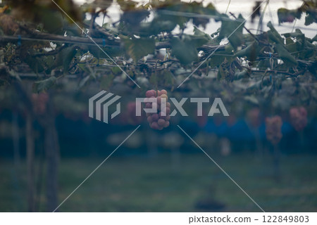 Ripened grapes in a vineyard in Yamanashi Prefecture 122849803