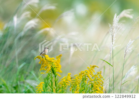 石鵖正在遷徙 122849912