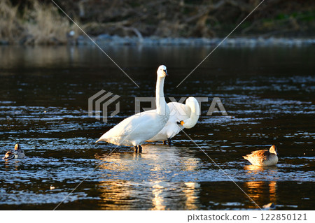 Whooper swans overwintering in the Arakawa River 122850121