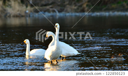 Whooper swans overwintering in the Arakawa River Whooper swans overwintering in the Arakawa River 122850123