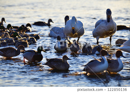 大天鵝和鴨子成群結隊地來到深谷市舊川本地區的覓食地過冬 122850136