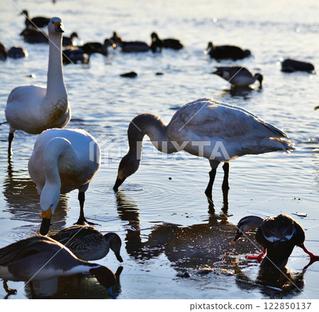 Whooper swans and ducks flock to the feeding grounds to spend the winter in the old Kawamoto area of Fukaya City 122850137